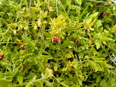 Chenopodium nutans nutans