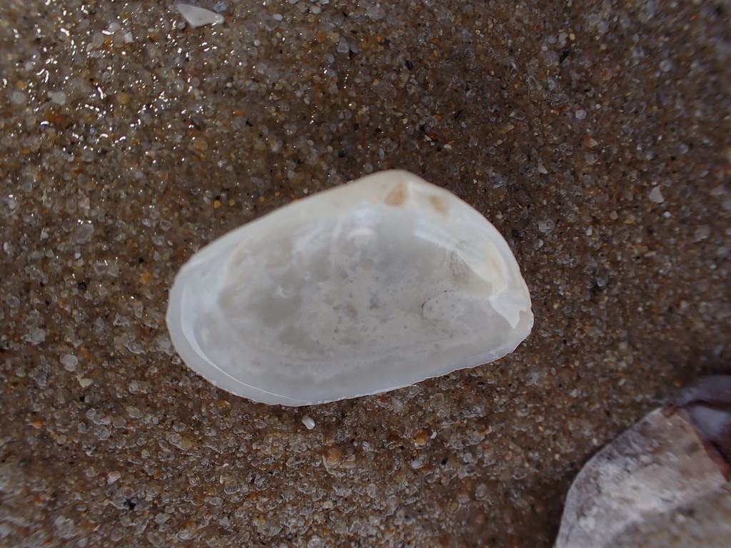 Round Wedge Shell
