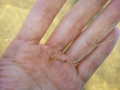 Halophila ovalis