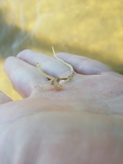 Halophila ovalis