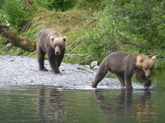 Ursus arctos middendorffi