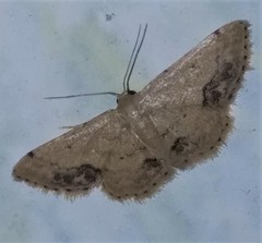 Idaea chotaria
