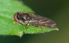 Platycheirus scutatus