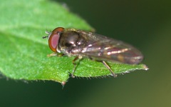 Platycheirus scutatus