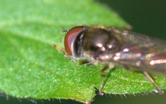 Platycheirus scutatus