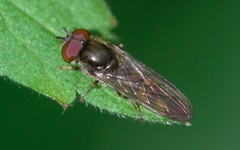 Platycheirus scutatus