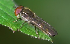 Platycheirus scutatus