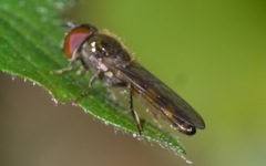 Platycheirus scutatus