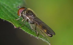 Platycheirus scutatus