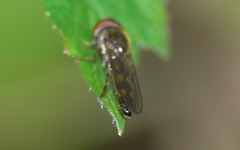 Platycheirus scutatus