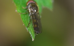 Platycheirus scutatus