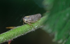 Macropsini