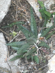 Gasteria carinata