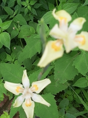 Irideae