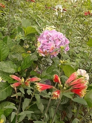 Bouvardia ternifolia