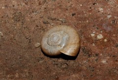 Schistophallus samius