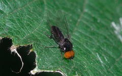Callomyia speciosa