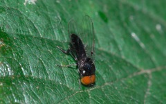 Callomyia speciosa