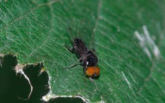 Callomyia speciosa