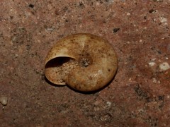 Schistophallus samius