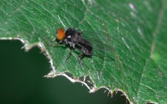 Callomyia speciosa