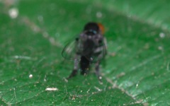 Callomyia speciosa