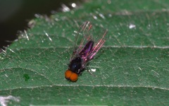 Callomyia speciosa