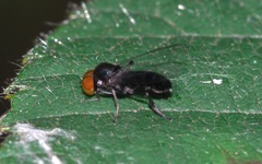 Callomyia speciosa