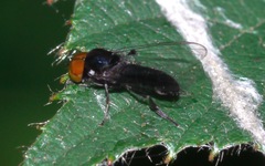 Callomyia speciosa