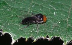 Callomyia speciosa