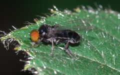 Callomyia speciosa