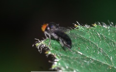 Callomyia speciosa