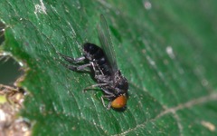 Callomyia speciosa