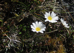 Celmisia laricifolia