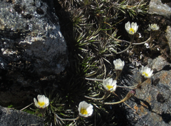Celmisia laricifolia