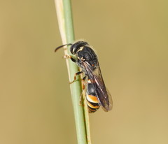 Masarinae