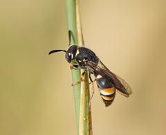 Masarinae