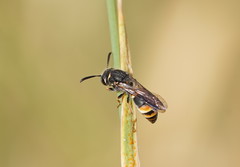 Masarinae