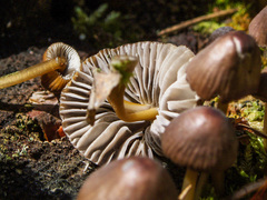 Mycena silvae-nigrae