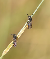 Masarinae