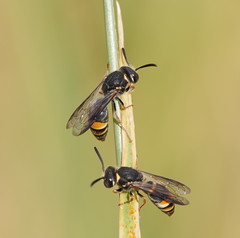 Masarinae