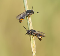 Masarinae