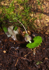 Corybas vitreus