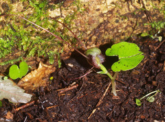 Corybas vitreus