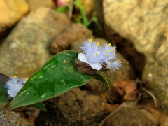 Cyanotis speciosa