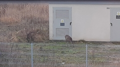 Capreolus capreolus