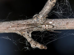 Tetragnatha nigrita