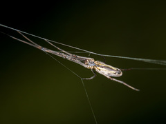 Tetragnatha nigrita
