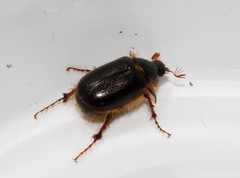 Elaphocera