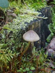 Mycena viridimarginata